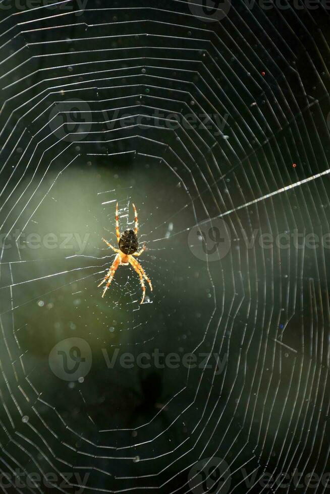 Great Look at a Spider in a Spider Web photo