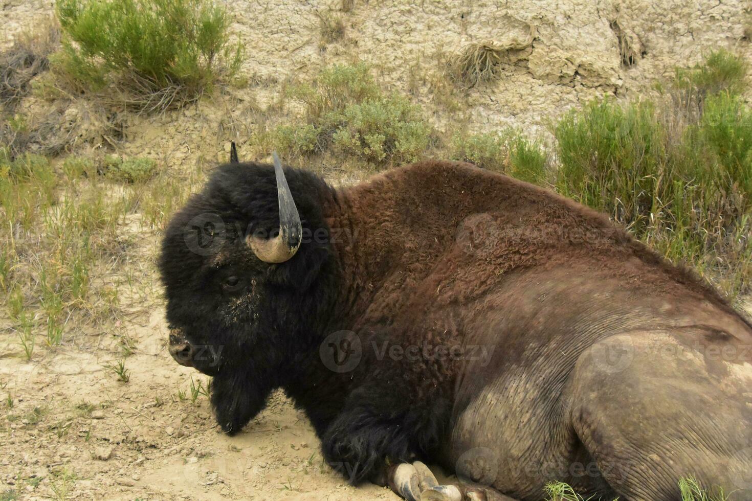 Buffalo Resting in a Dry Patch in a Canyon photo