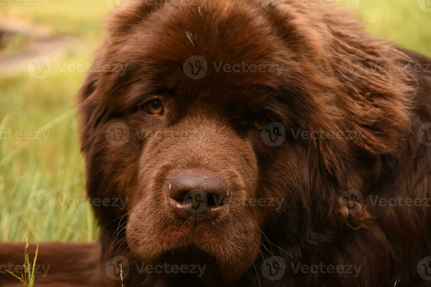 Looking Into the Face of a Newfie Dog Breed photo