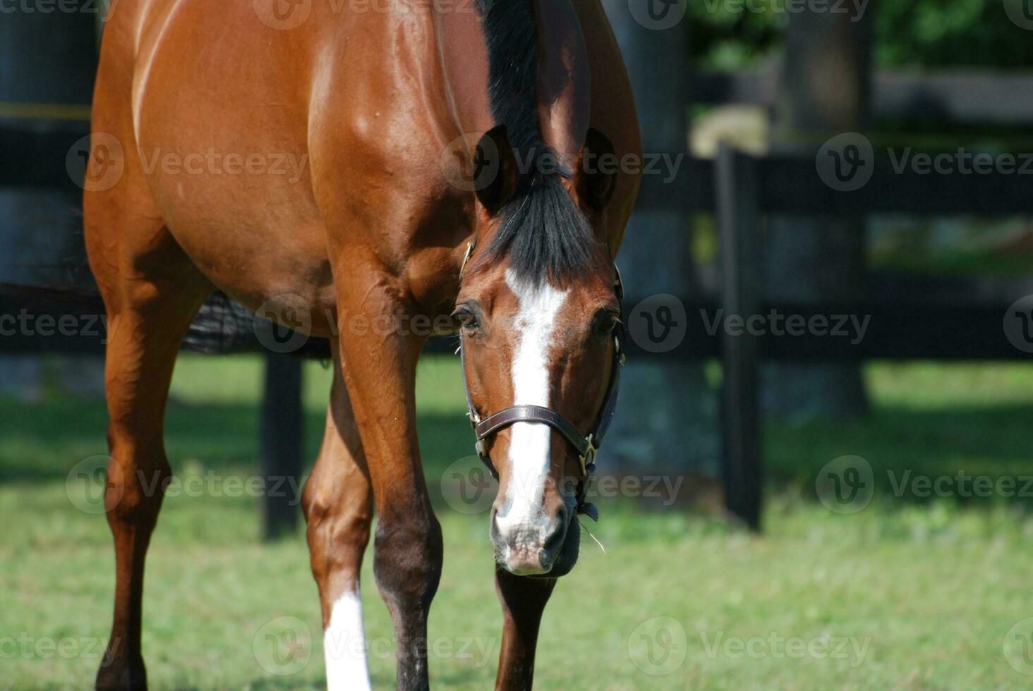 Looking into the Face of a Sweet Horse photo