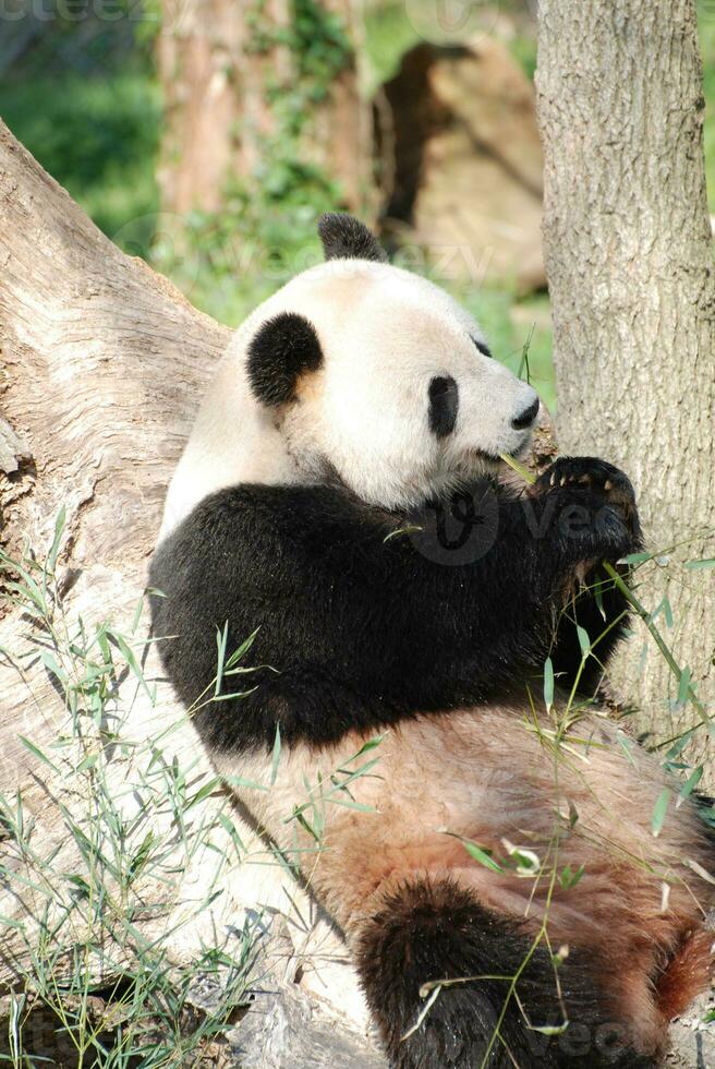 Giant Panda Bear Leaning Against a Tree Trunk Eating Bamboo photo