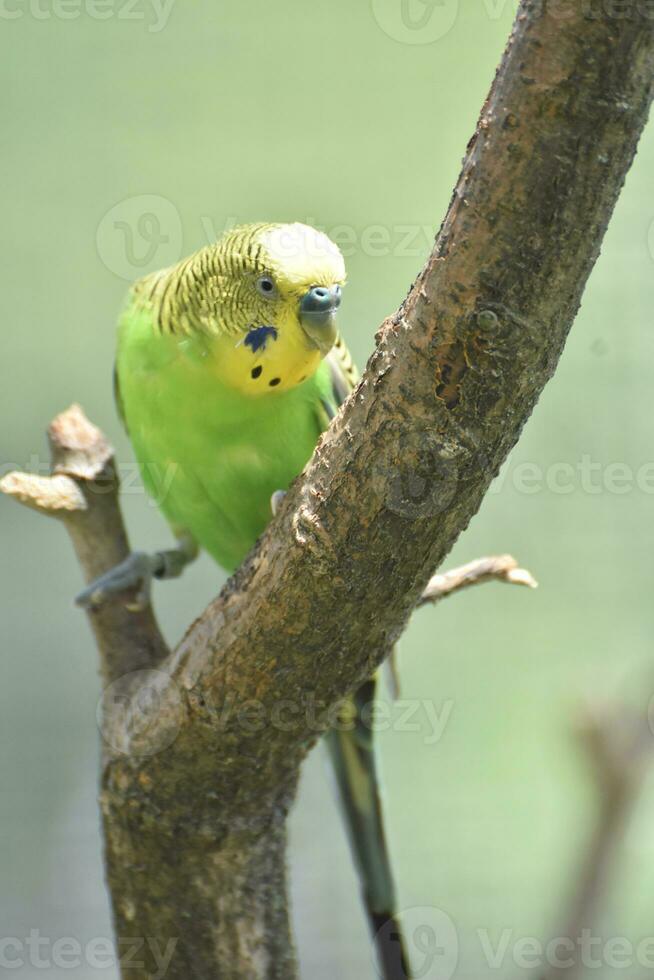 Green and Yellow Budgie Walking Up a Tree Branch photo