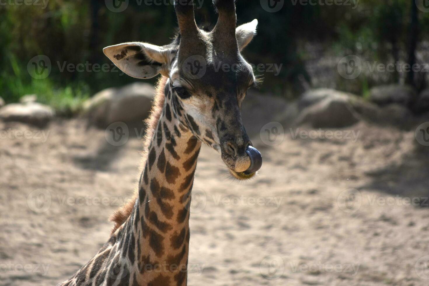 Angolan giraffe sticking its tongue in its nose photo
