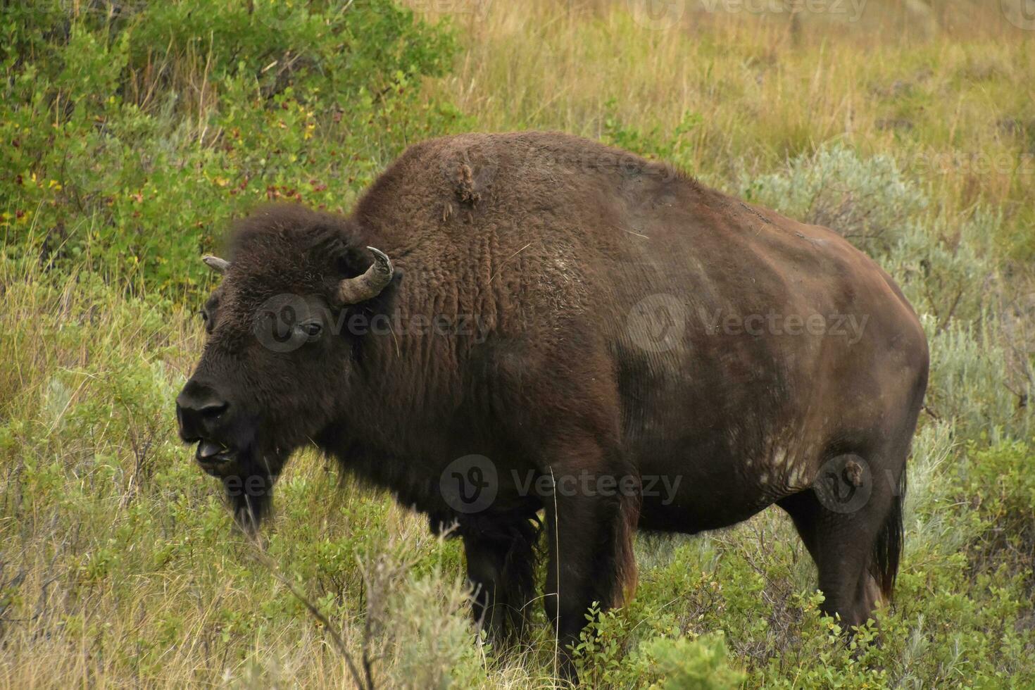 Grazing American Buffalo in a Grass and Scrub Meadow photo