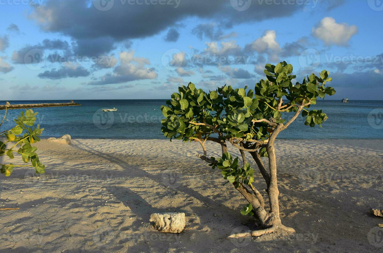 Bush Growing in White Sand Beach of Aruba photo