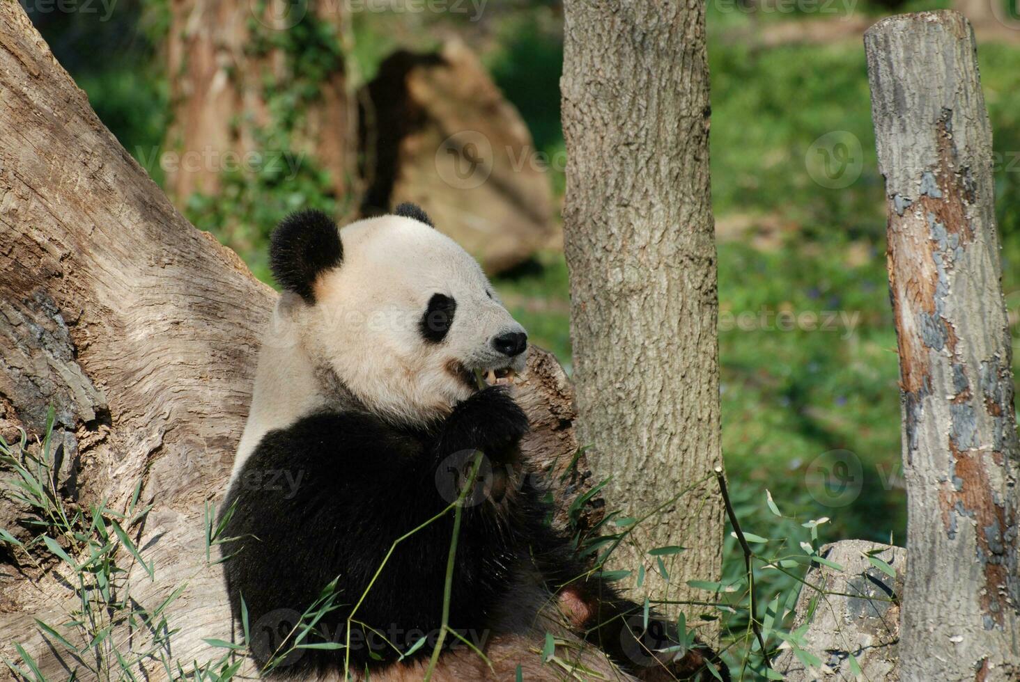 Wild Giant Panda Bear Eating Bamboo Shoots photo