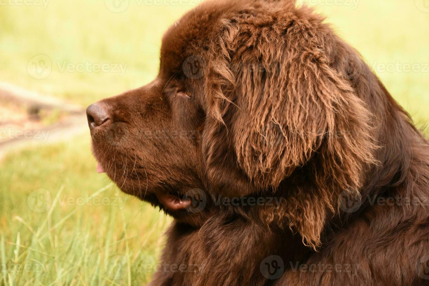 Profile of a Large Breed Newfoundland Dog photo