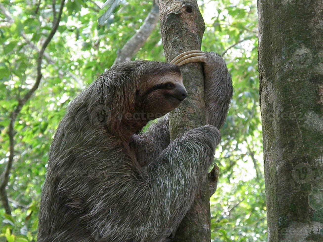 perezoso en un árbol en costa rica foto