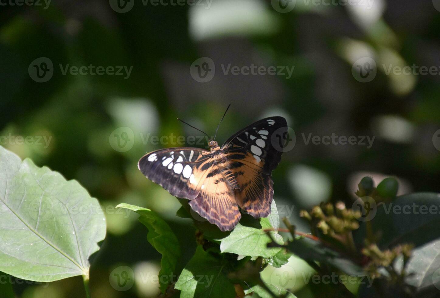 Close Up Look at the Wings of a Brown Clipper Butterfly photo
