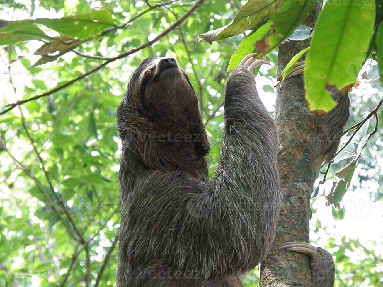 perezoso alpinismo arriba un árbol en el selva foto