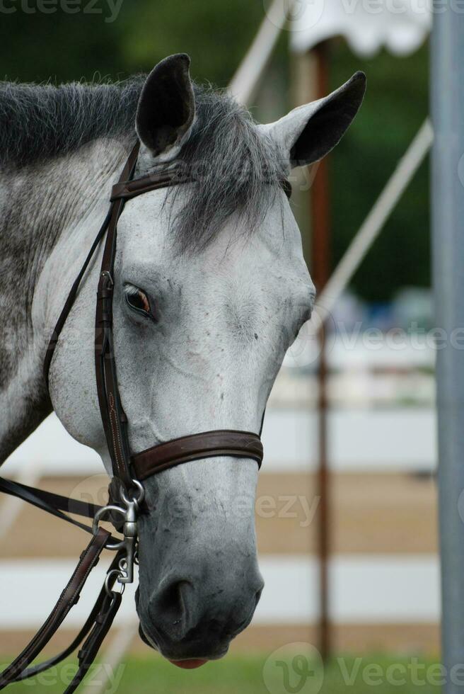 Looking into the Face of a Grey Appaloosa Horse photo