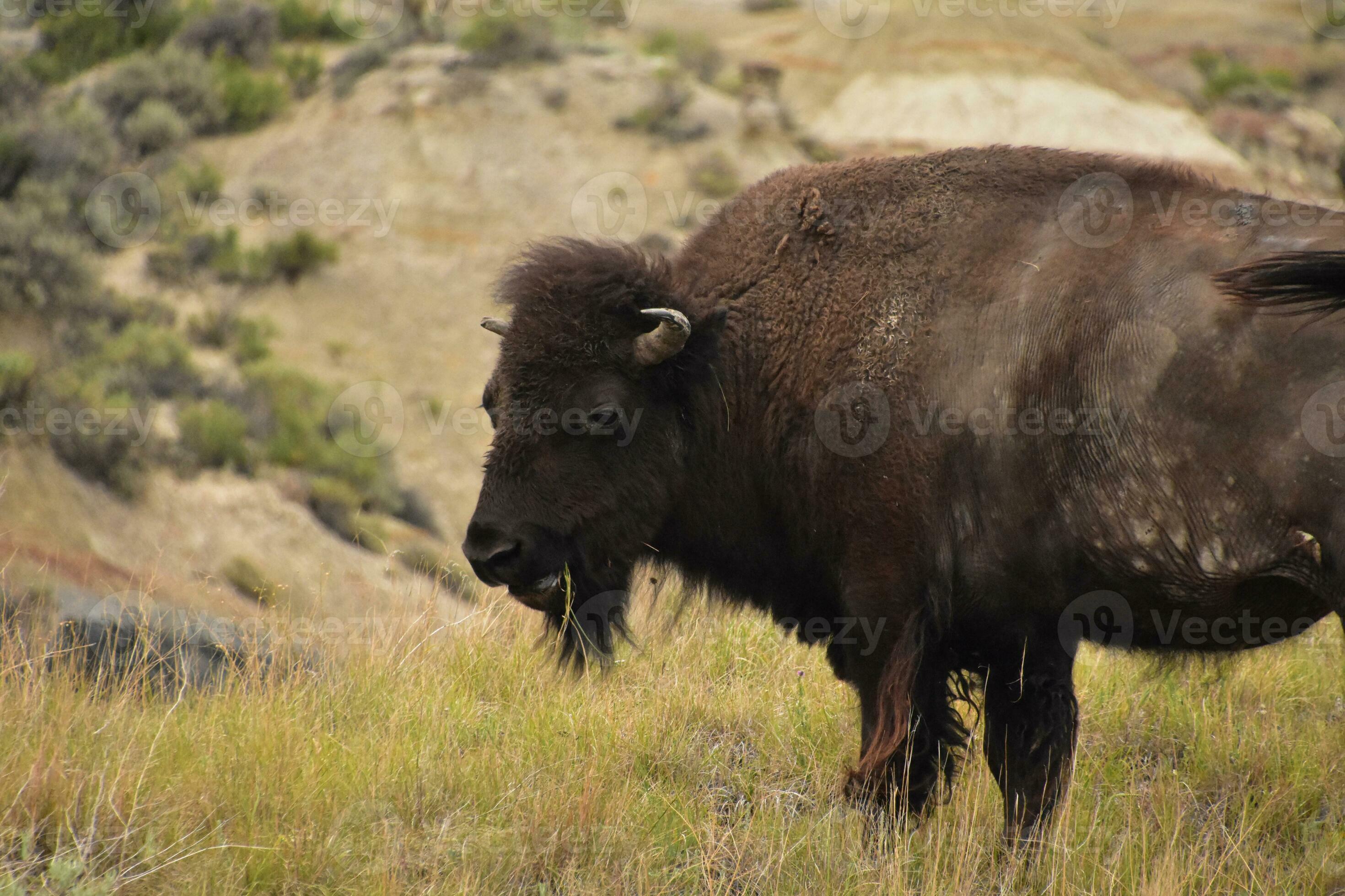 Bison Chewing on a Grass in a Field 27309098 Stock Photo at Vecteezy