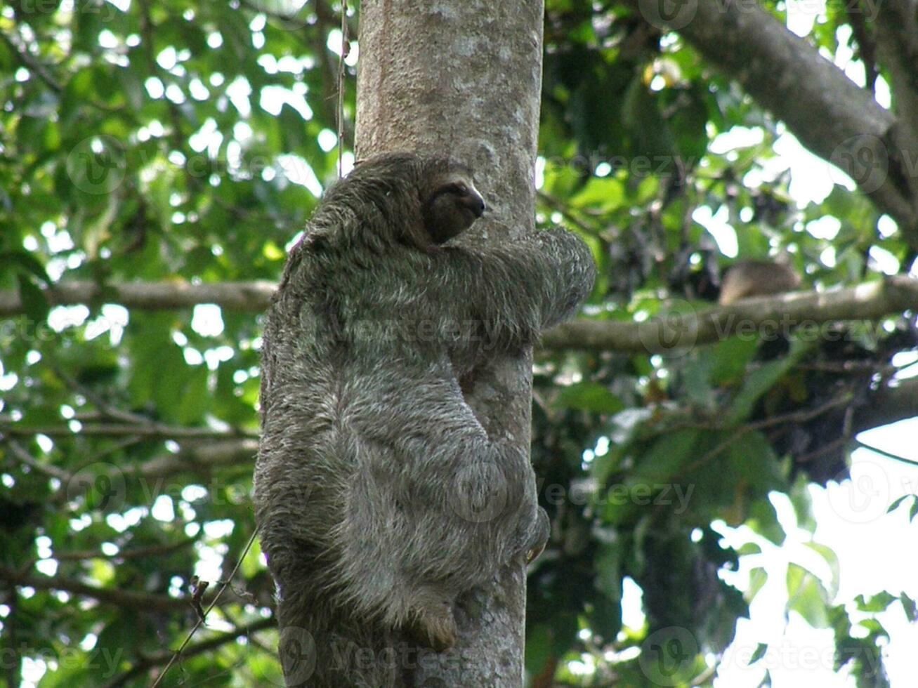 Tree Climibng Sloth in Manuel Antonio photo