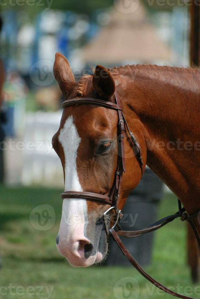 Chestnut Horse with White Markings Tacked for Show photo