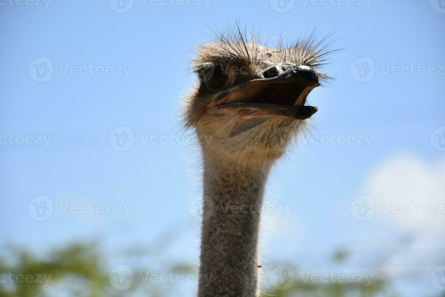 Ostrich Up Close and Personal on a Spring Day photo