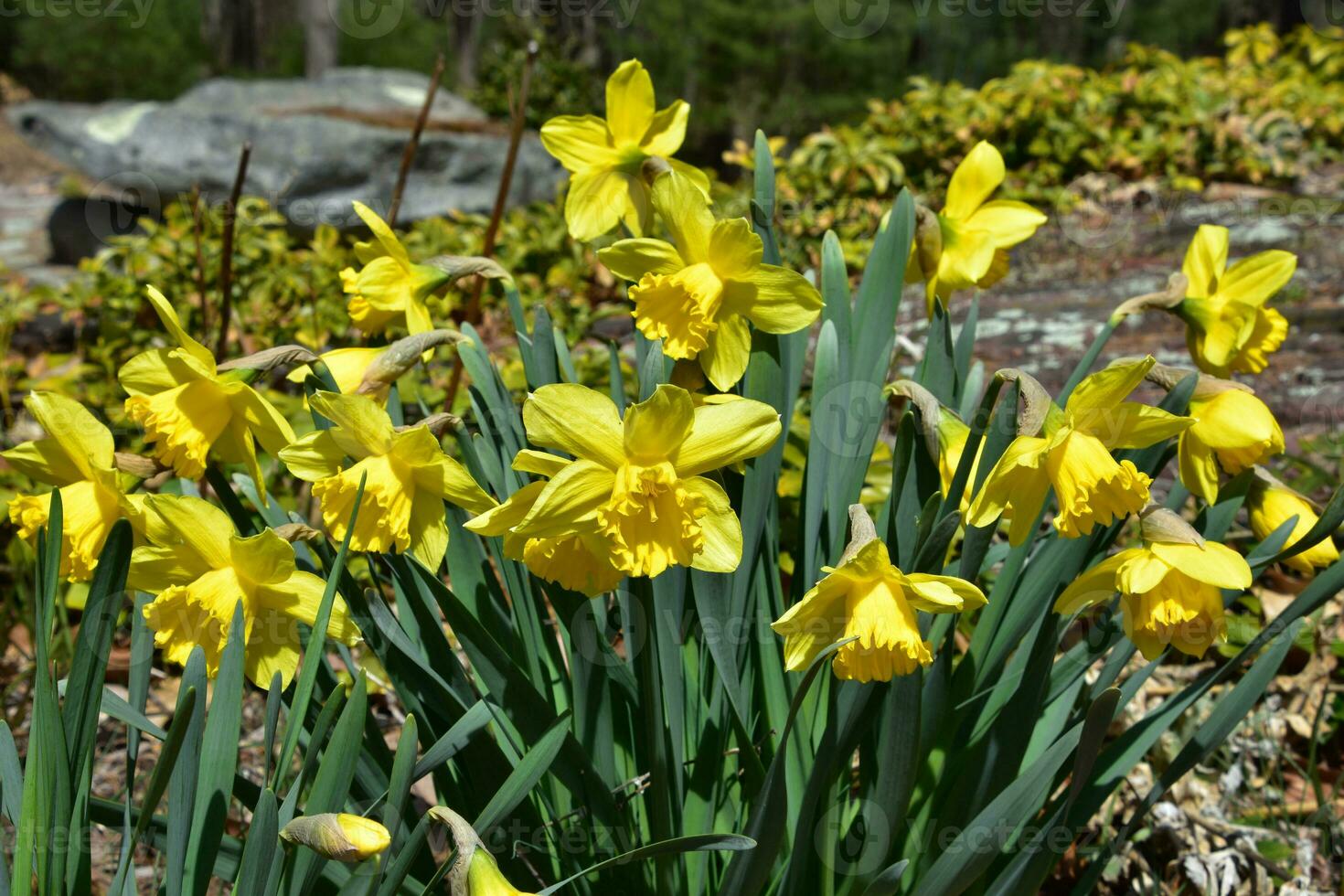 Yellow Daffodils Blooming and Flowering in a Garden photo