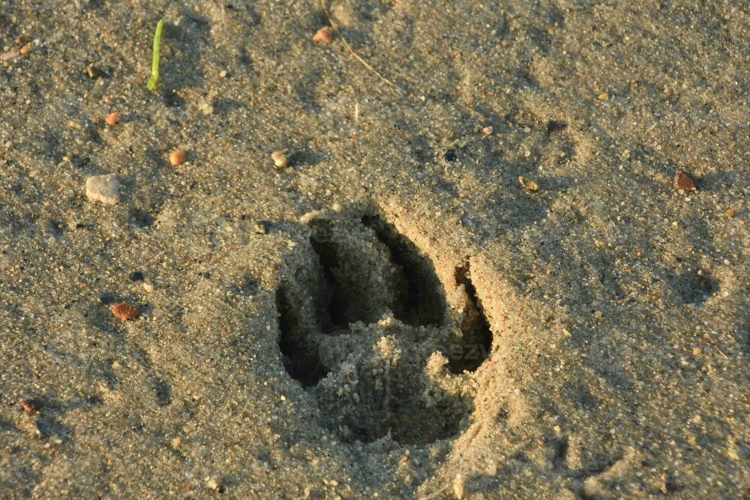Animal Paw Print Imprinted in the Sand on a Beach photo