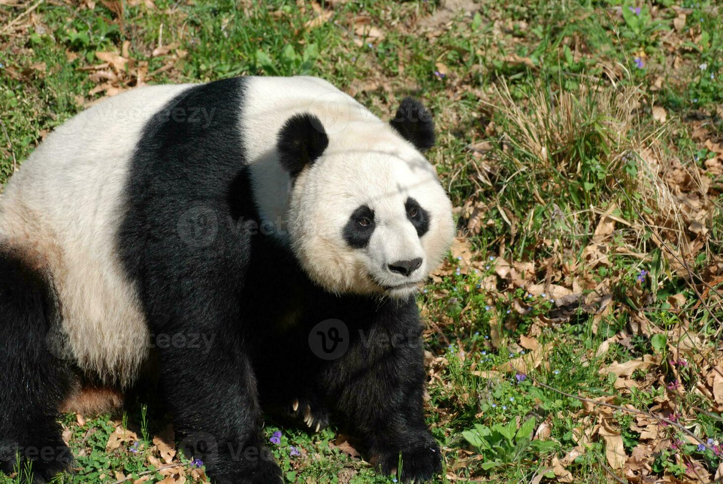 Sweet Chinese Panda Bear Sitting Down in Grass photo