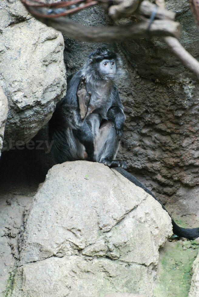Ebony Langur Monkey Sitting on a Rock photo