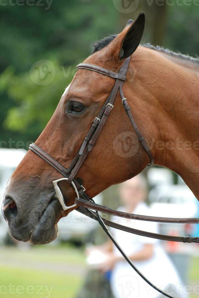 Ears Back on a Chestnut Horse Under Saddle photo