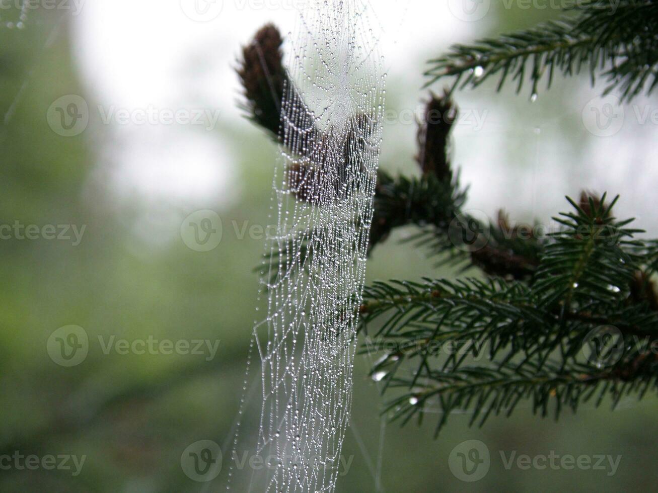 Spider Web in Nature photo