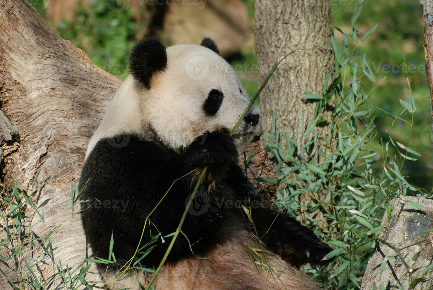 Panda Bear Smelling His Bamboo Before Eating It photo