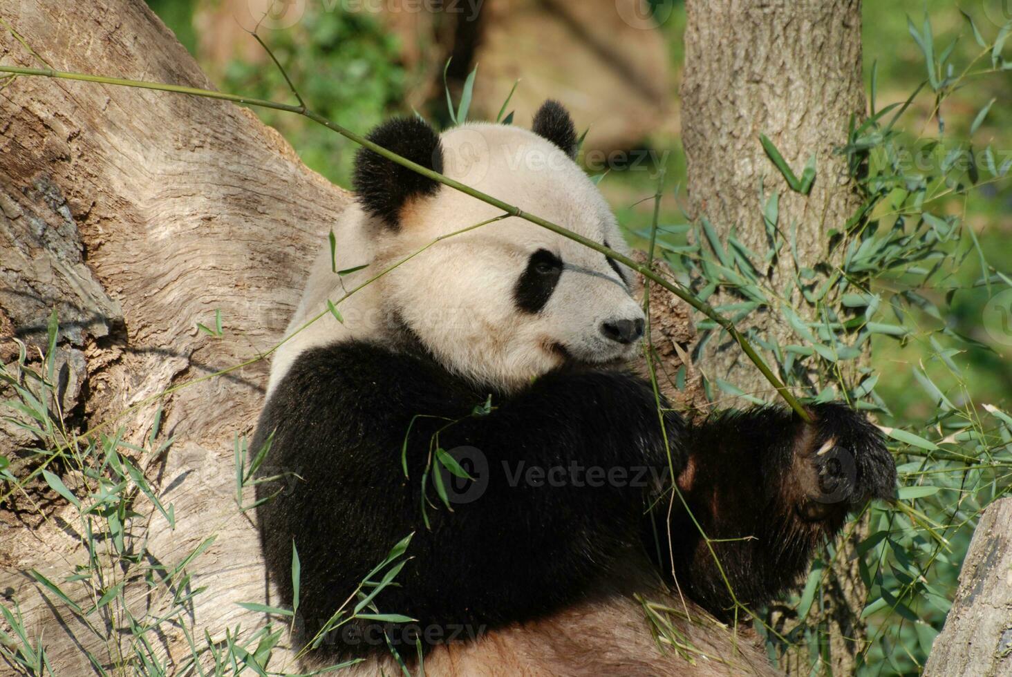 Adorable Giant Panda Bear Eating Bamboo Shoots photo