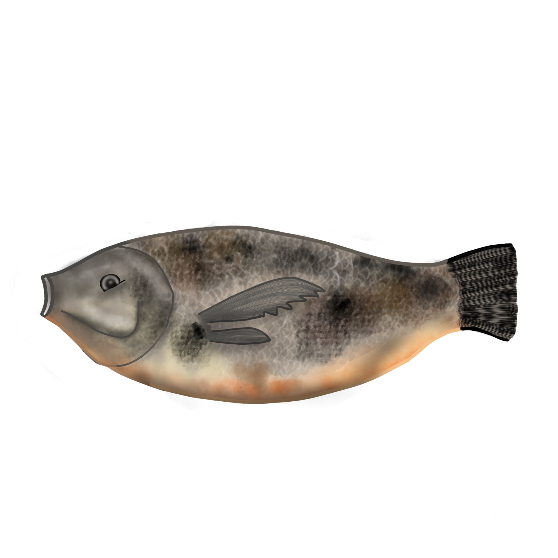 Grilled fish seafood illustration 27310185 PNG