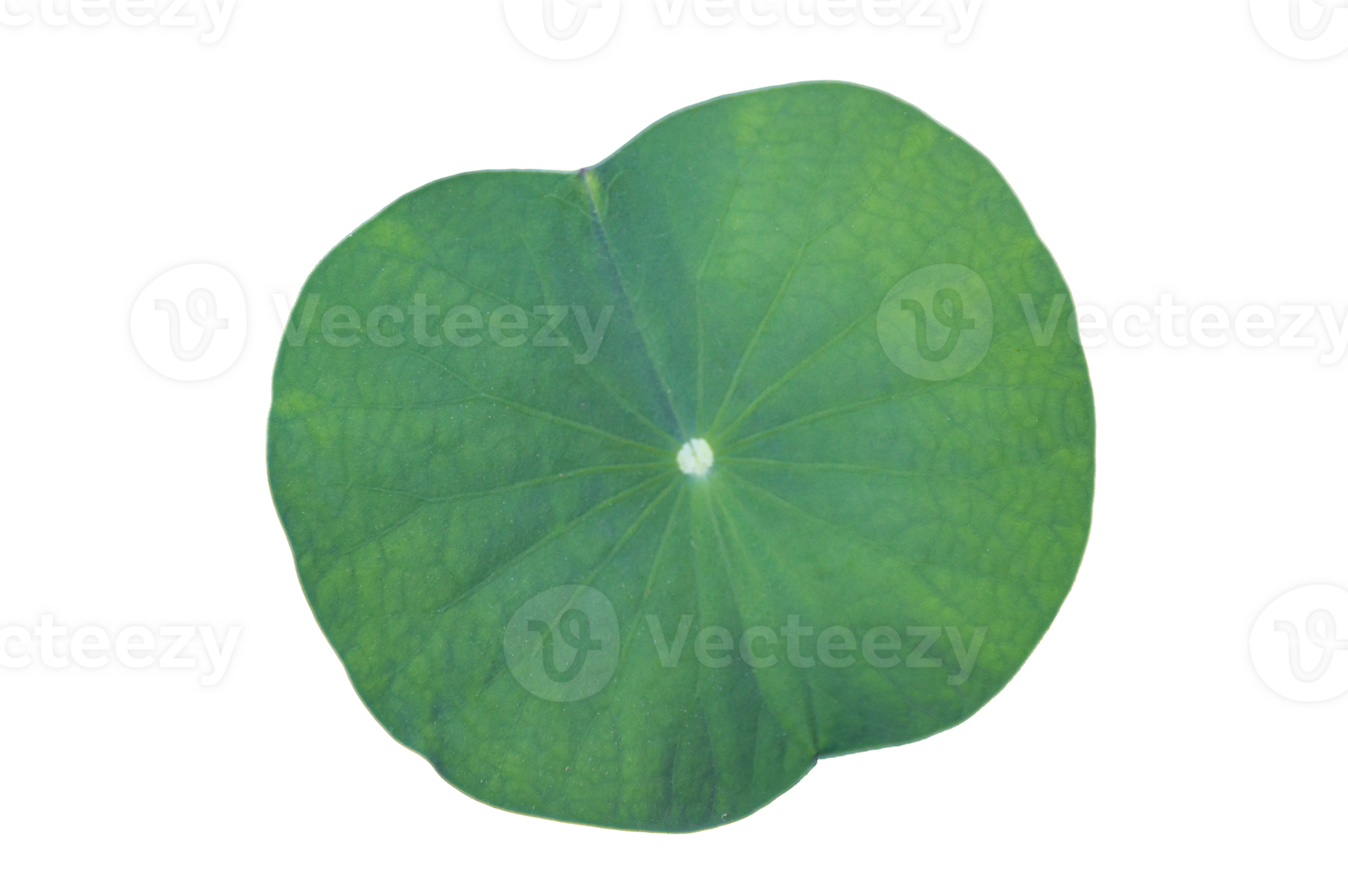 Lotus leaf Isolate collection of on transparent background PNG file