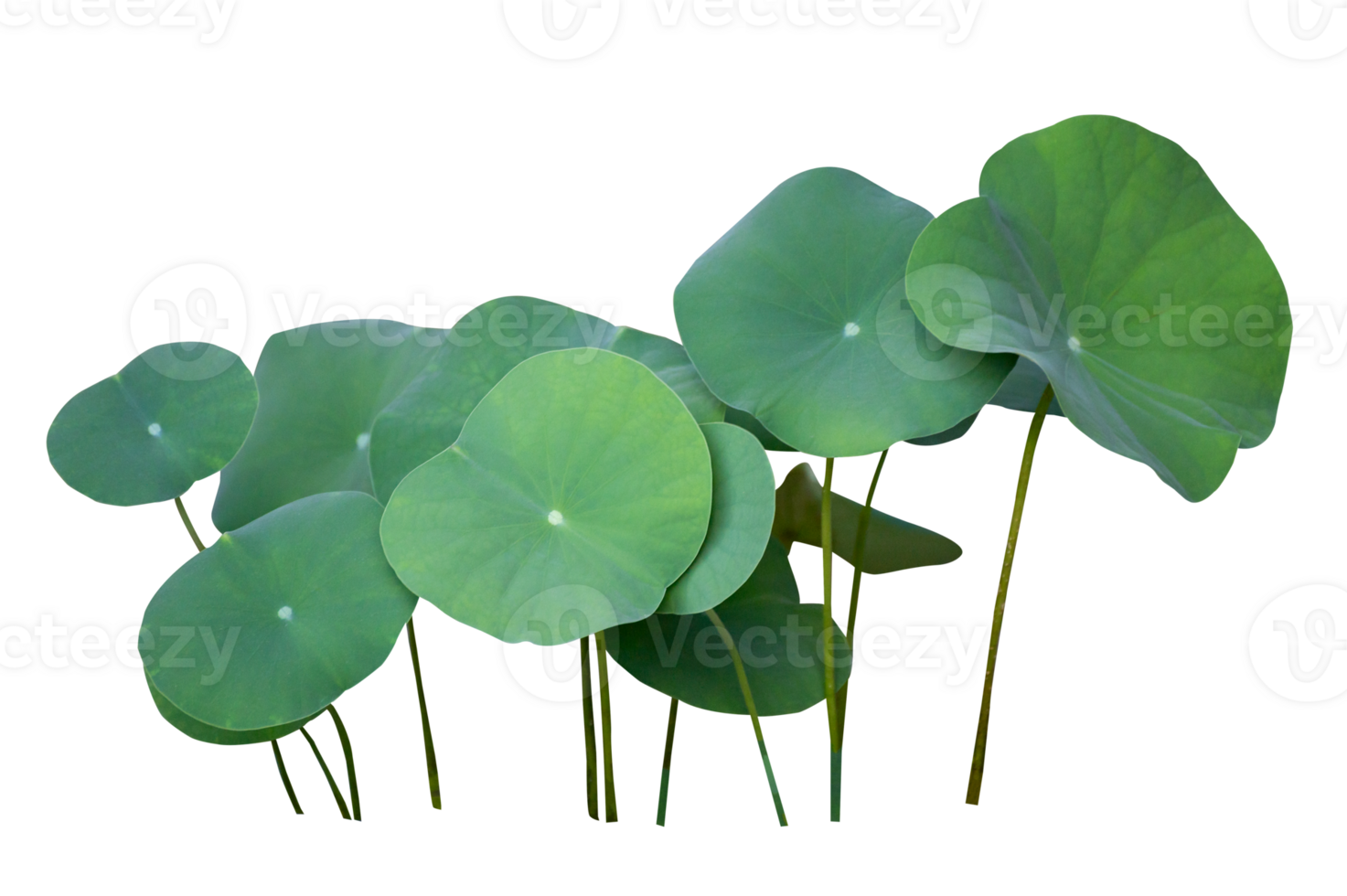 Lotus leaf Isolate collection of on transparent background PNG file