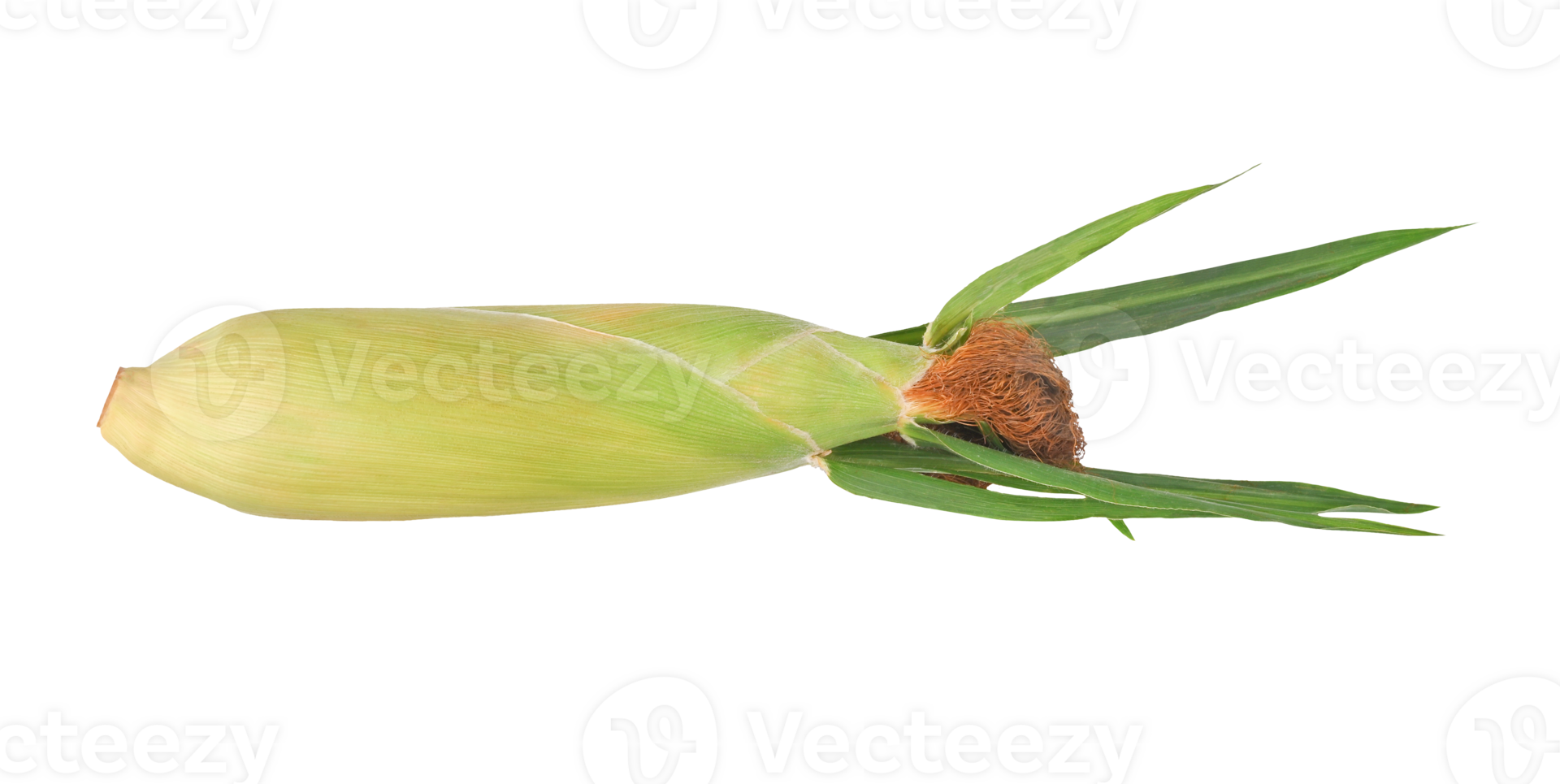 Fresh sweet corn with leaves set on transparent png. png