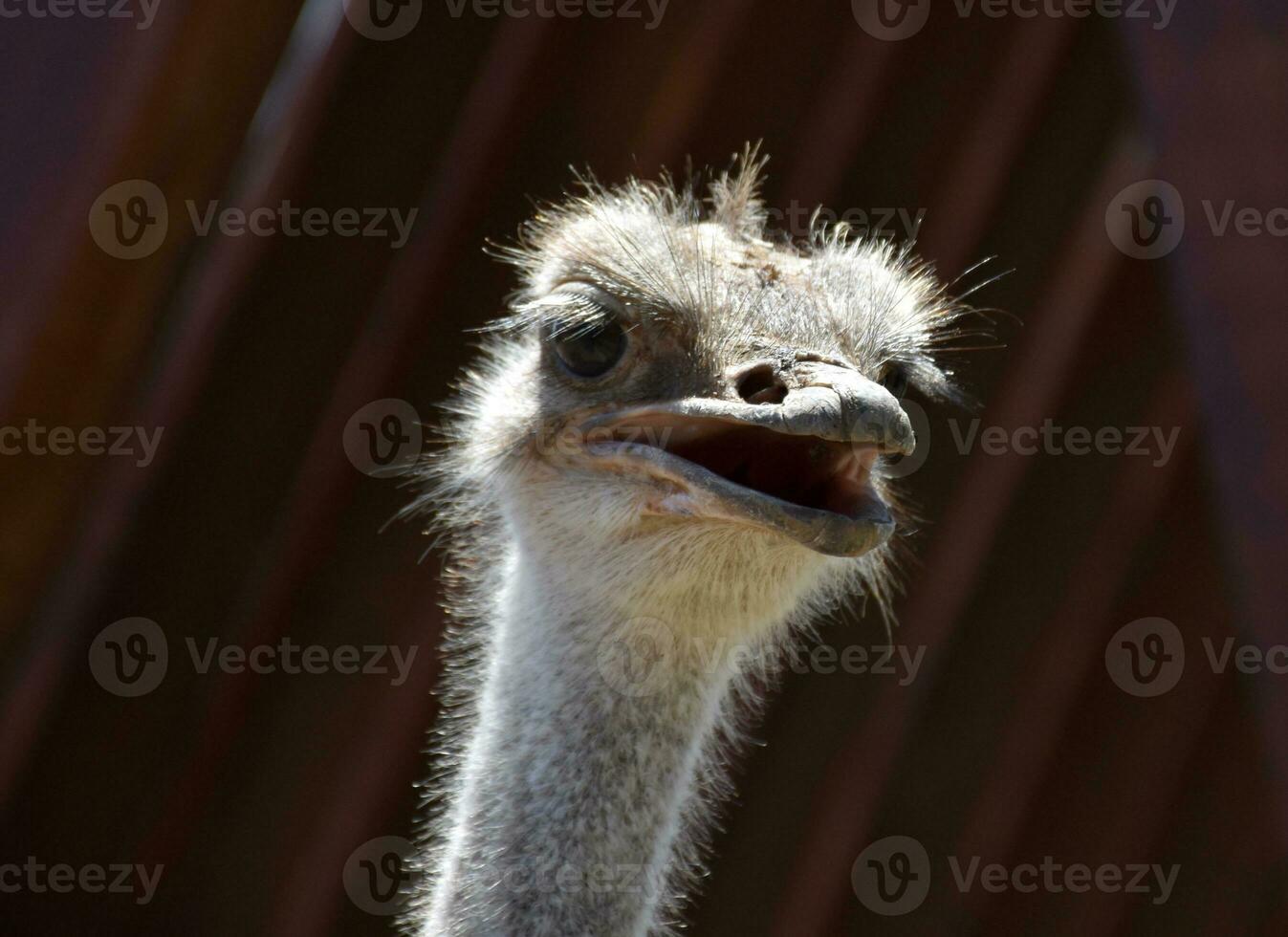 Fantastic Look at the Face of a Common Ostrich photo