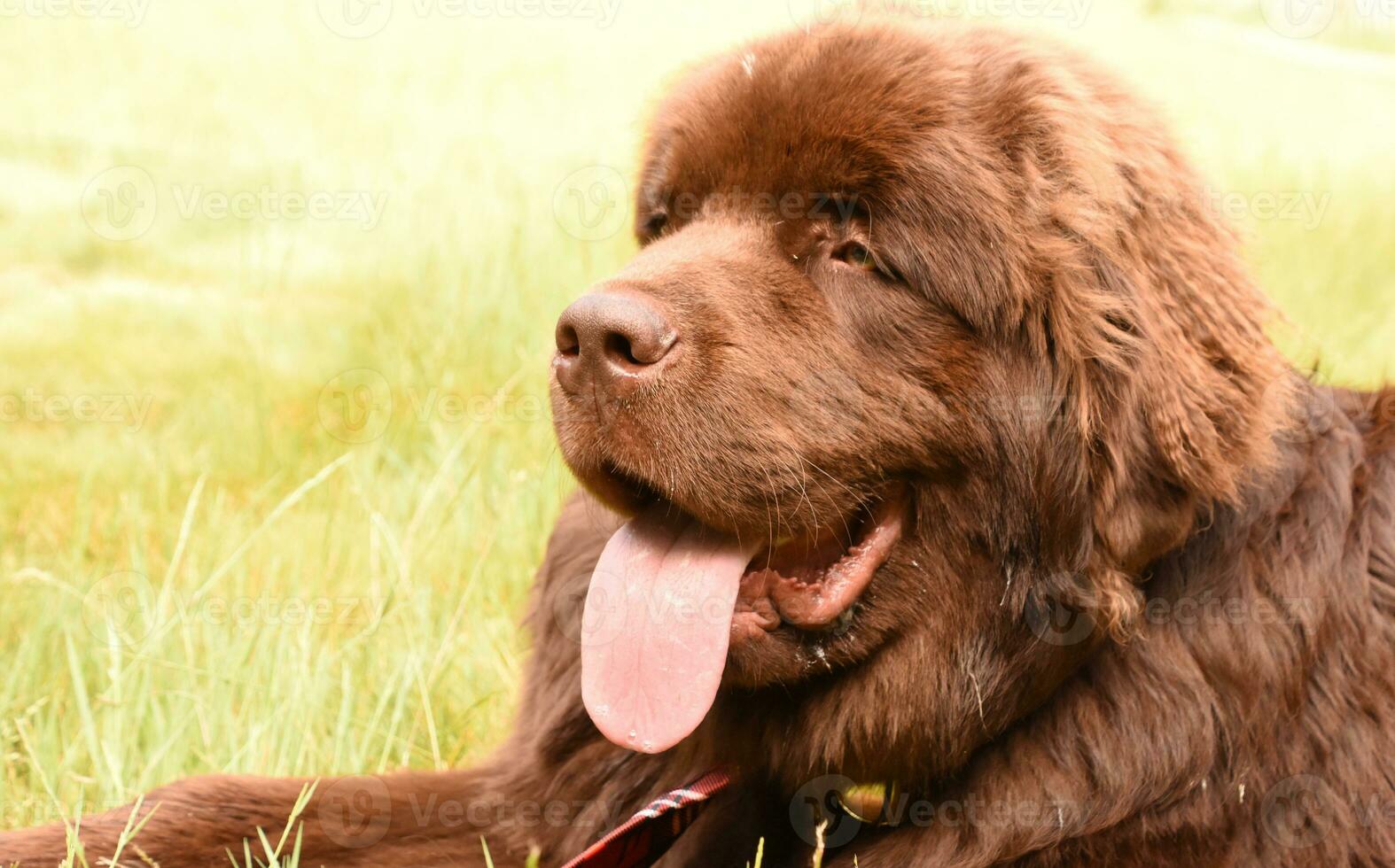 Hot Brown Newfoundland Dog With His Tongue Out photo