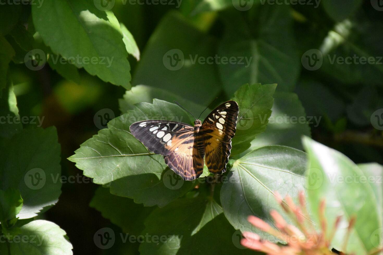 Pretty Brown Clipper Butterfly in a Garden photo
