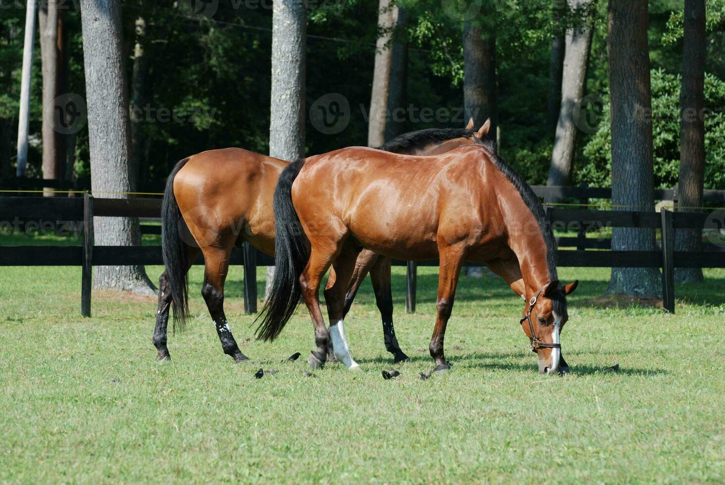 Gorgeous Pair of Warmblood Horses Grazing in Pasture photo