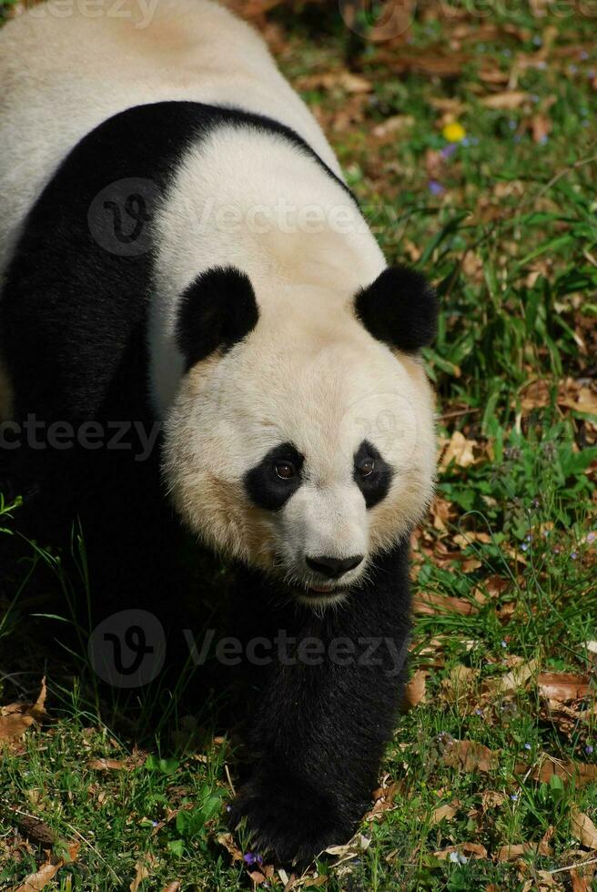 Waddling Giant Panda Bear in a Grass Field photo