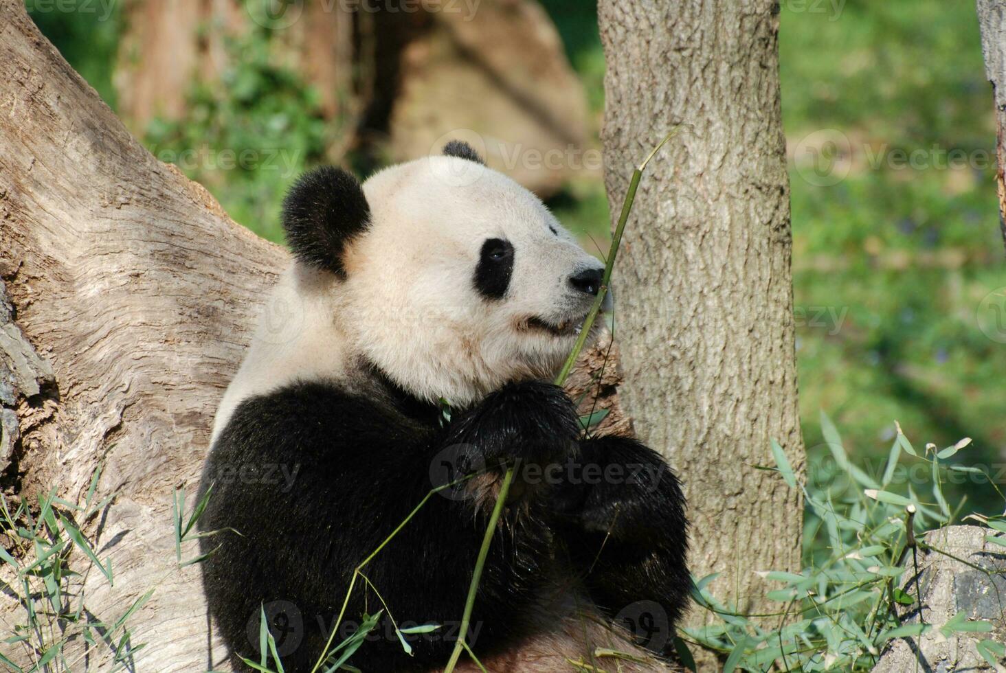 Amazing Wild Giant Panda Bear with a Bamboo Shoot photo