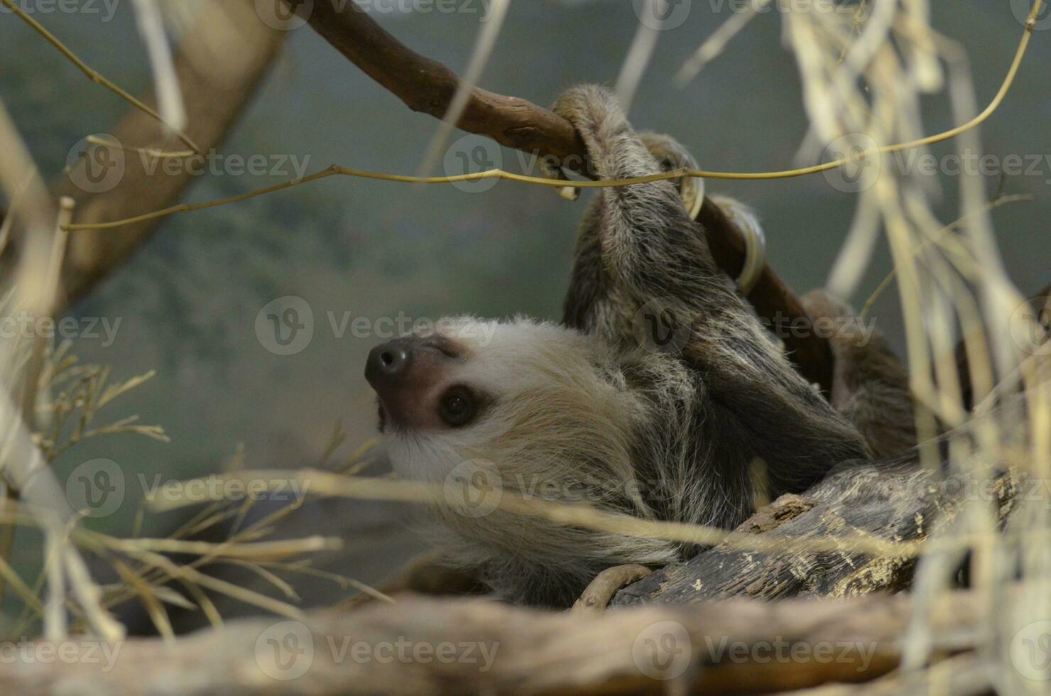 Sloth in the Tree Tops photo