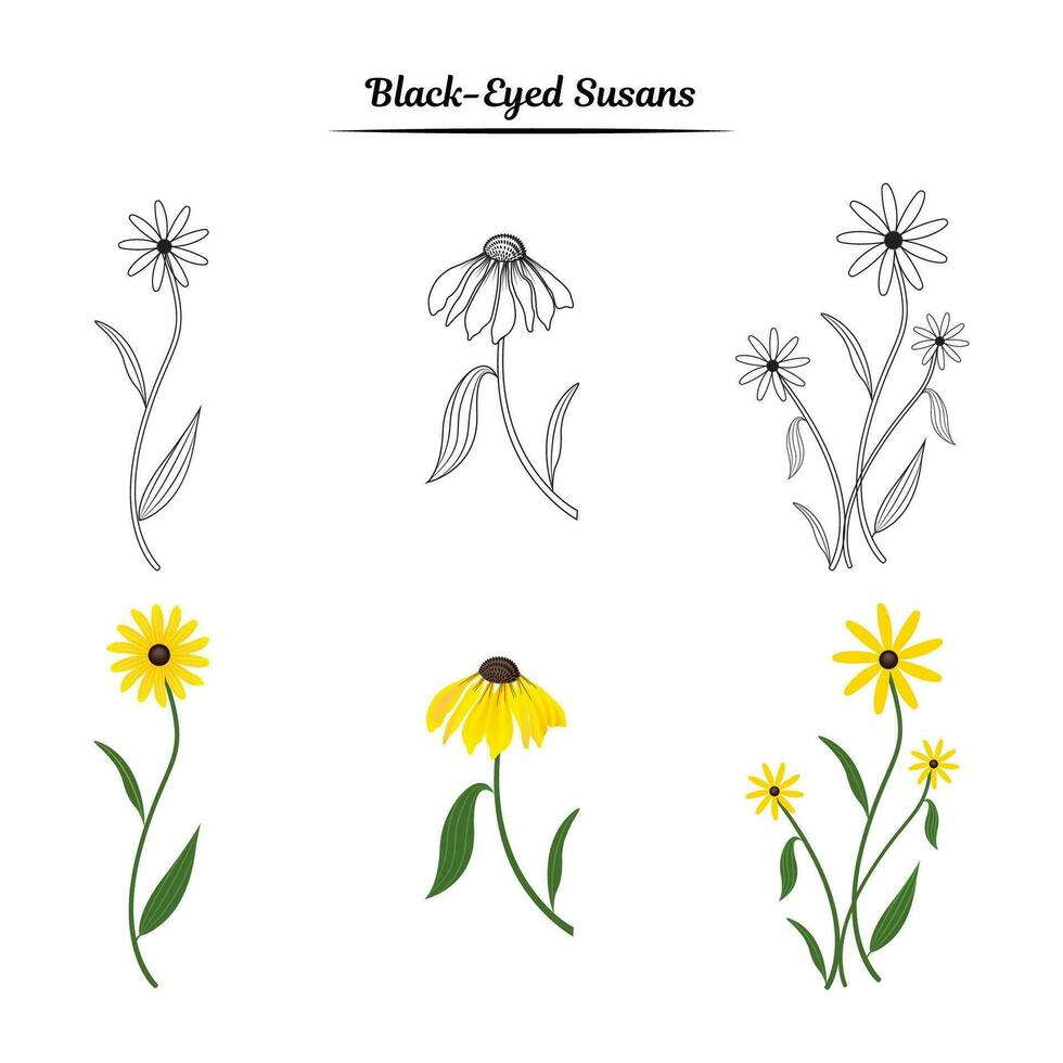 Black eyed Susan flower illustration vector