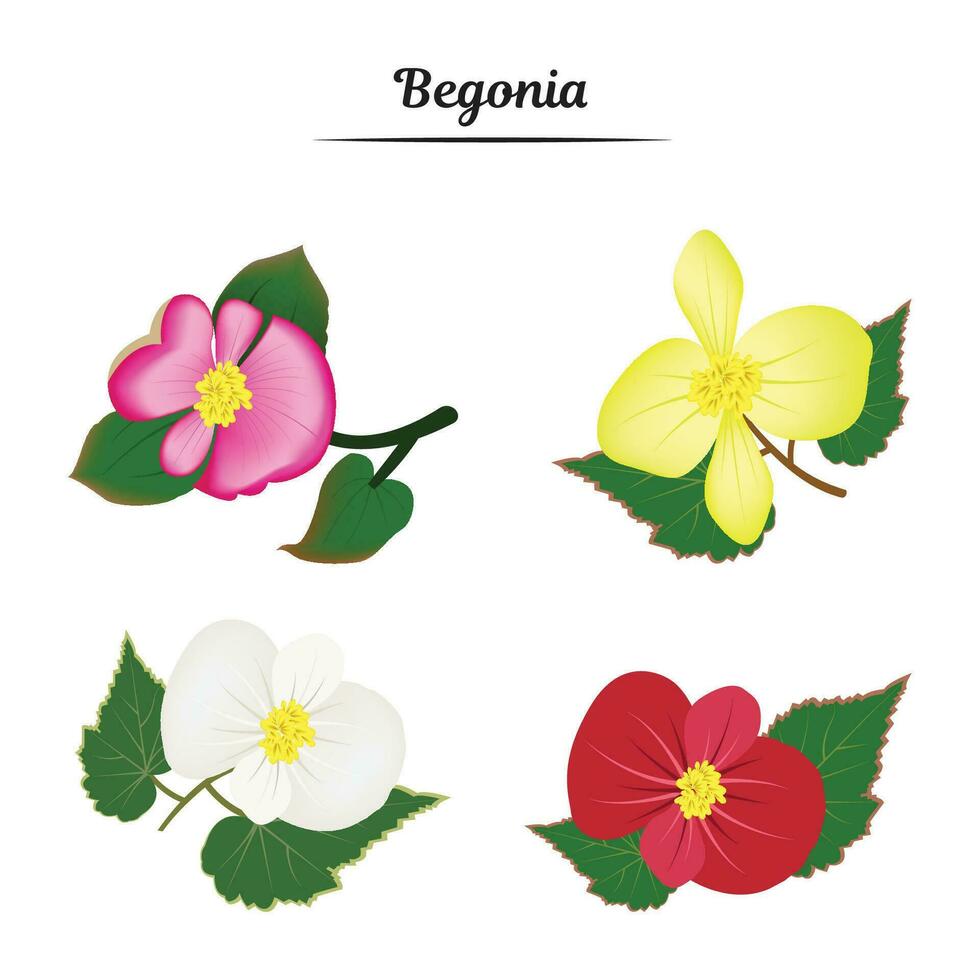 Begonia flower illustration vector