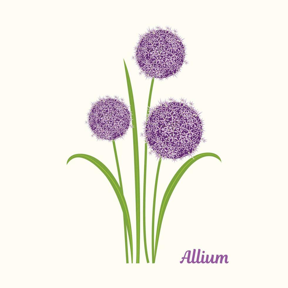 allium flor ilustración vector