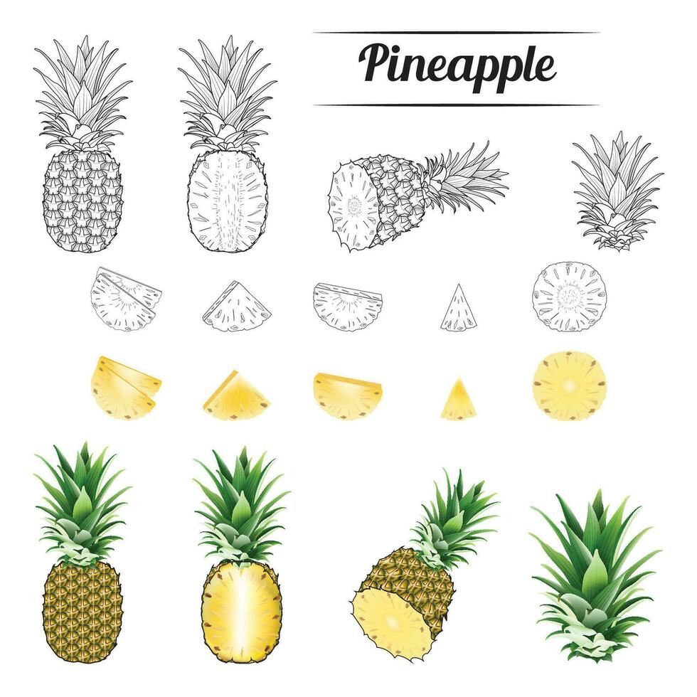 Realistic pineapple fruit illustration vector