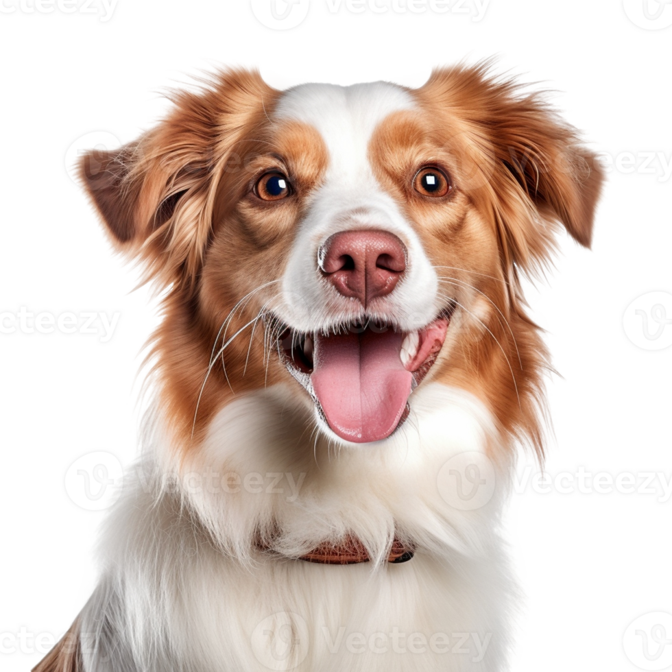 Very happy smiling dog portrait isolated on transparent background, created with generative AI png