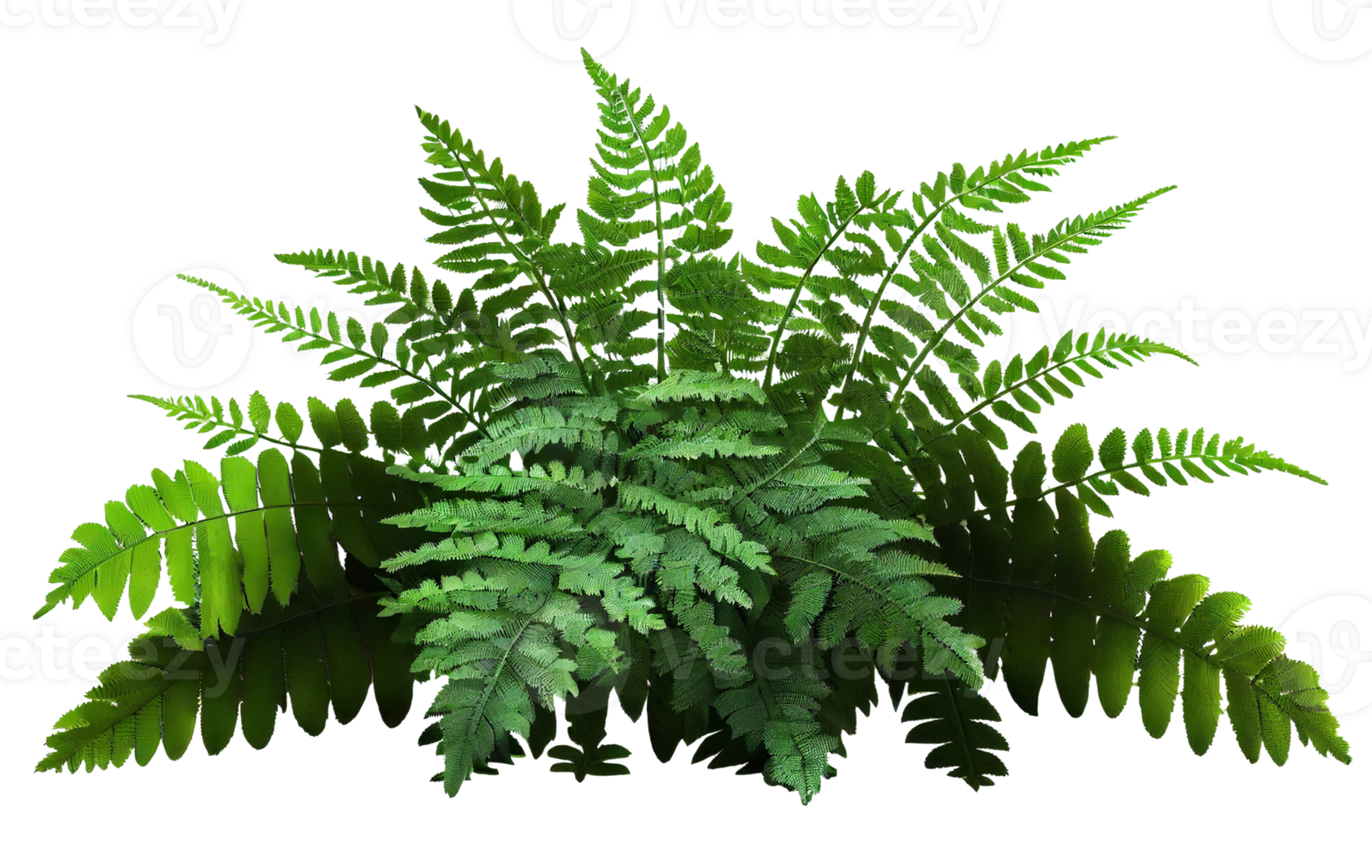 Green leaves of tropical ferns isolated on transparent background, created with generative AI png