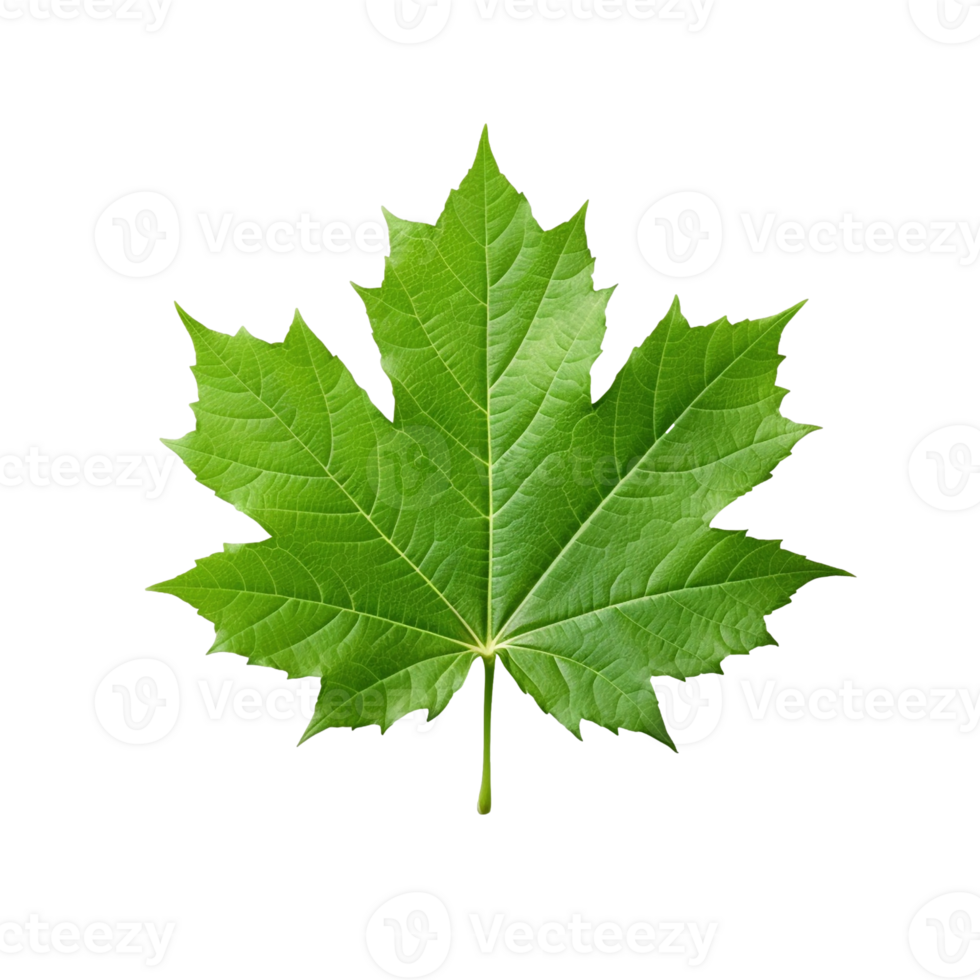 Green maple leaf isolated on white background, created with generative AI png