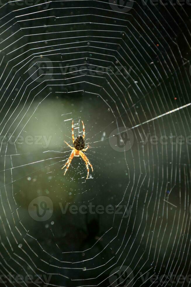 Close Up of a Spider in the Center of a Web photo