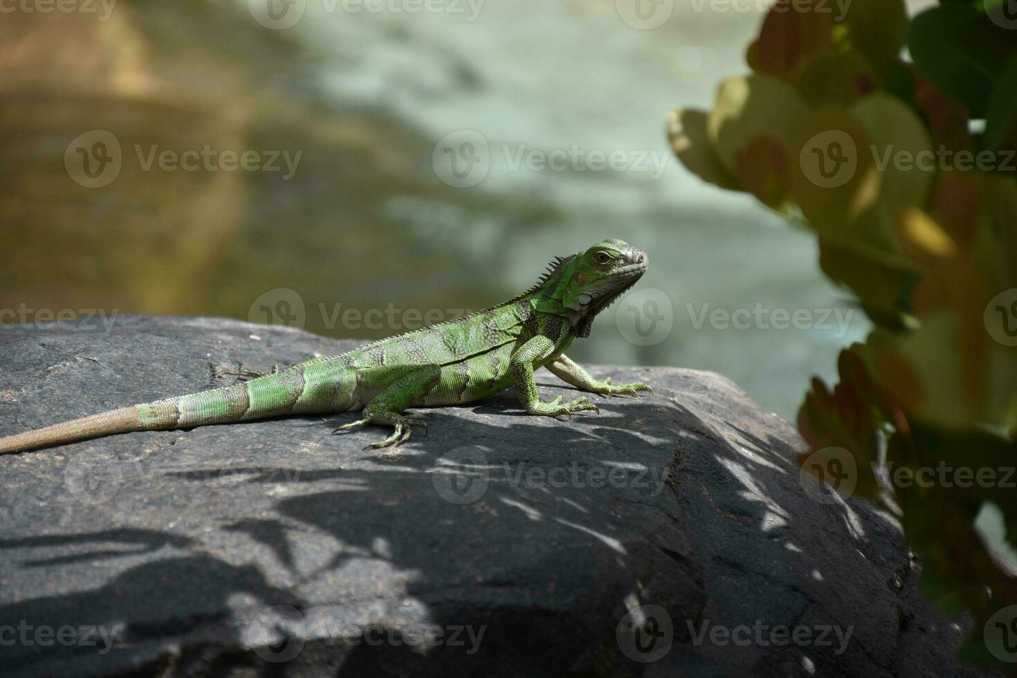 Beautiful Green Iguana on a Large rock photo