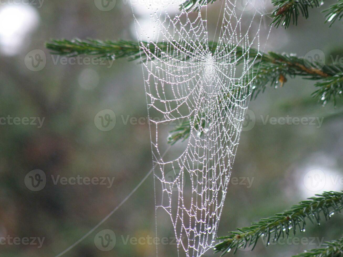 Spider Web an Evergreen Tree photo