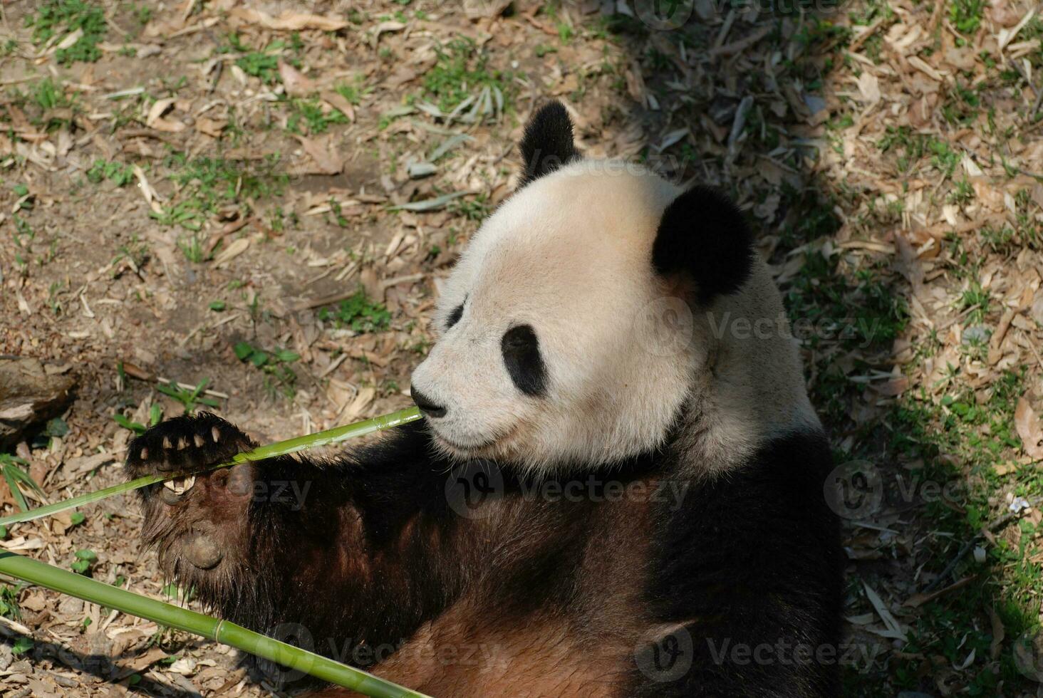Cute Panda Bear Eating a Green Shoot of Bamboo photo