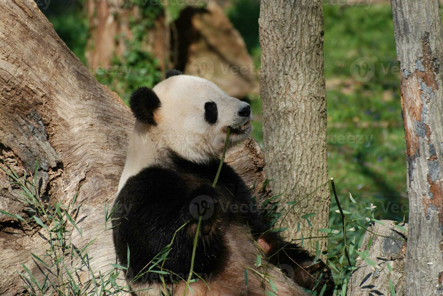Giant Panda Bear Sitting Up Leaning Against a Tree photo